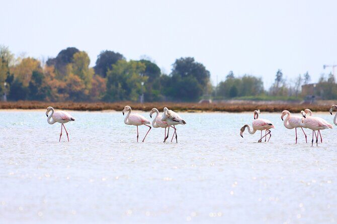 Nature Kayak Tour: Exploring Europe’s Largest Lagoon - Fondamente Nove start and the rowing club warm-up