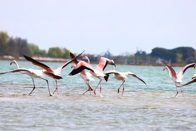 Nature Kayak Tour: Exploring Europe’s Largest Lagoon - Wildlife spotting without guessing: learn what you’re looking at