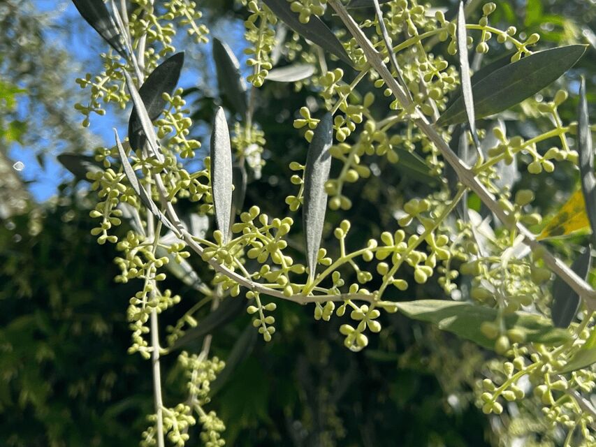 Olive Mill Tour and Tasting in the Padua Hills - What you’ll learn about traditional vs modern extraction