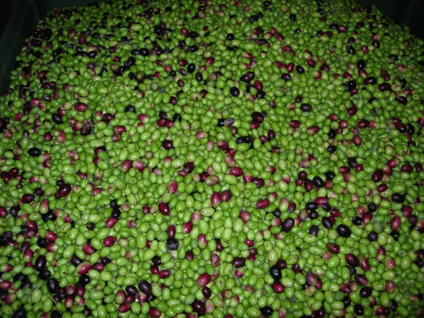 Olive Mill Tour and Tasting in the Padua Hills - Sustainability and quality: the practical side behind the scenes
