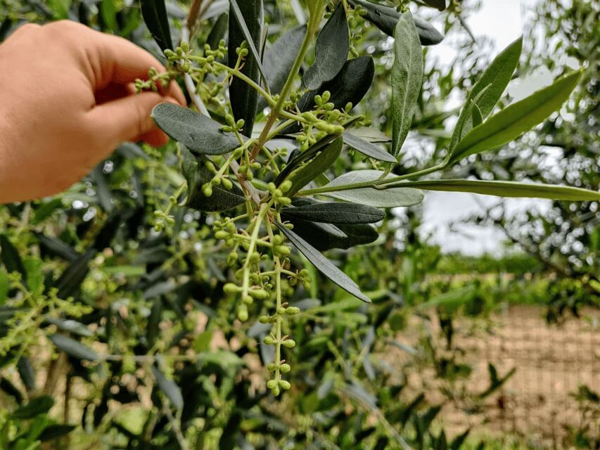 Olive Mill Tour and Tasting in the Padua Hills - A 1-hour plan that moves fast (45 minutes tour, 15 minutes tasting)