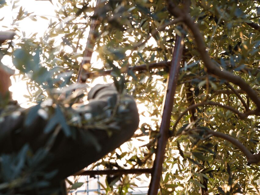 Olive Mill Tour and Tasting in the Verona Countryside - Campo di Casa grove walk: where the tree lessons start