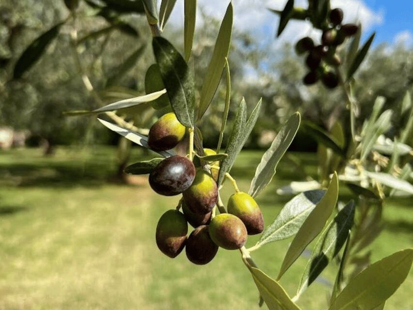 Olive Mill Tour and Tasting in the Verona Countryside - Price and value: why $34 feels fair here