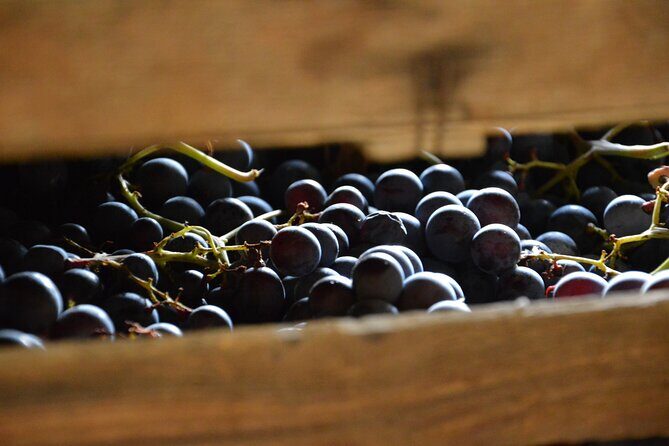 Pagus Wine Tours® - A taste of Amarone - Half day wine tour - Valpolicella Classica is the right half-day from Verona