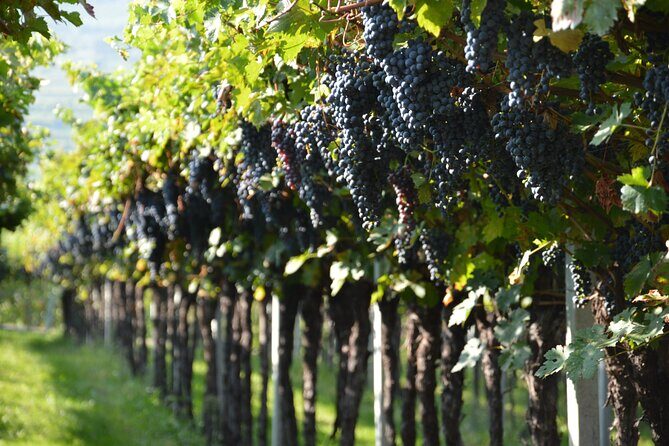 Pagus Wine Tours® - Two Amarone wineries - Half day wine tour - Winery stop 1: where Amarone gets explained in plain language
