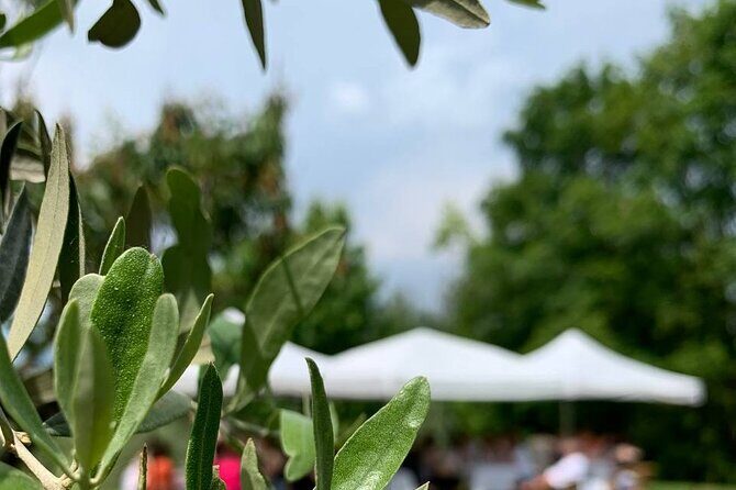 Premium Private Prosecco Hills Tour - 2 Wineries. Private tour. - Conegliano Valdobbiadene UNESCO: What you’re really visiting