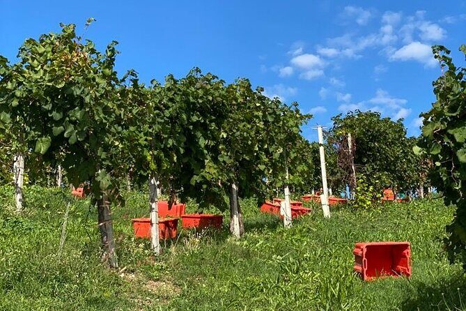 Premium Private Prosecco Hills Tour - 2 Wineries. Private tour. - Lunch at the Osteria: full courses plus views over the hills