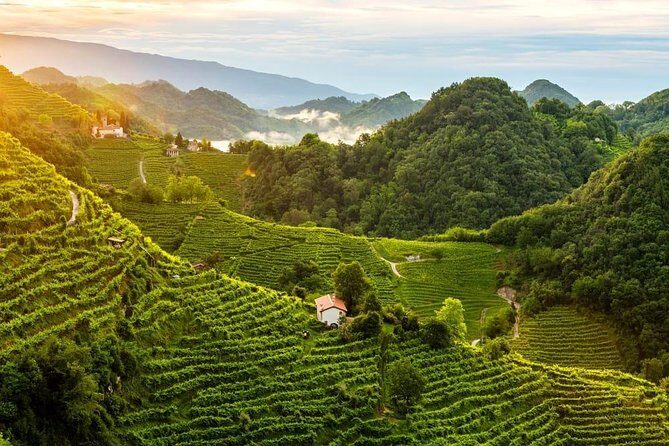 Premium Prosecco Hills Winery Tour with Prosecco Tastings & Food - Price and logistics: why $247.39 can feel fair here