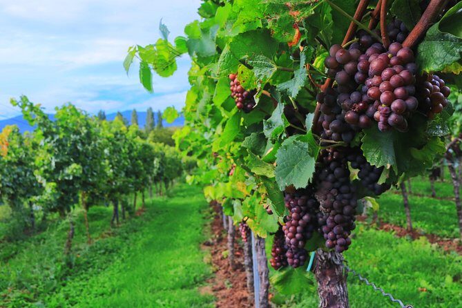 Private Half Day Wine Tasting tour: Road Of The Doges - Your Veneto varietals: what you’ll taste and why it’s worth it