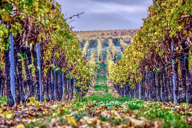 Private Valpolicella Day Trip from Venice: Wine Tasting and Verona - Key highlights at a glance