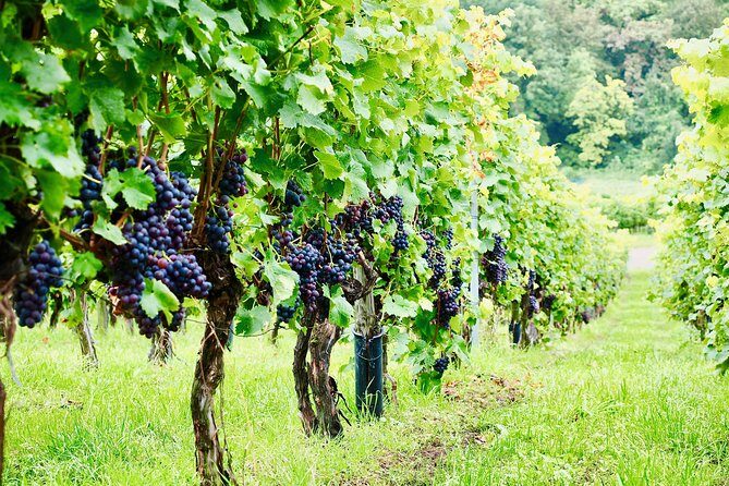 Private Valpolicella Day Trip from Venice: Wine Tasting and Verona - Verona with 3 hours free: pace your walk, choose your icons