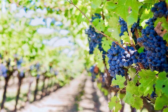 Private Valpolicella Day Trip from Venice: Wine Tasting and Verona - Who should book this Valpolicella and Verona trip