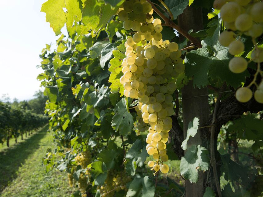 Prosecco Tasting in Countryside Winery - Tasting three Prosecco DOCG styles with bibanesi and grissini