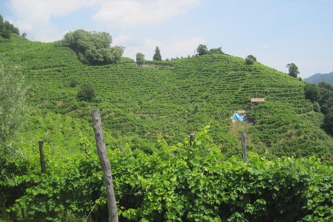 Prosecco Wine Tour (all-inclusive full day with lunch and expert wine guide) - A Prosecco DOCG day that actually feels like a day out