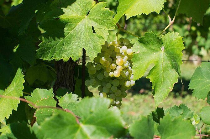 Prosecco Wine Tour. Full day from Venice - Key highlights that matter