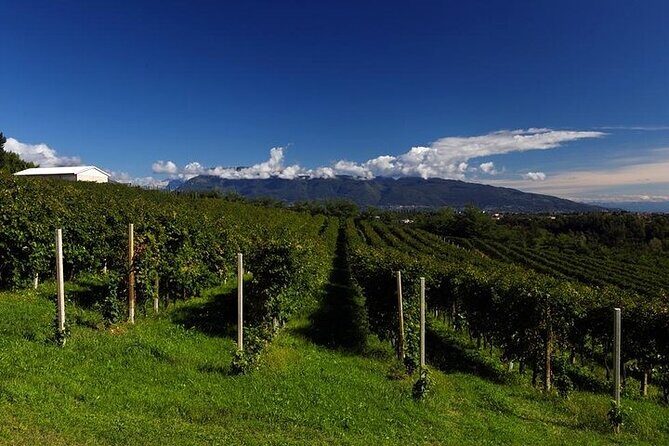 Prosecco Wine Tour with Sommelier – Pick-up from Treviso - Lunch in Prosecco Country: Salami, Cheese, and Pizza That Actually Works