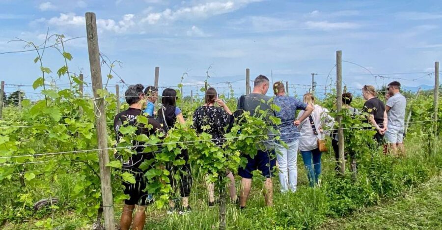 Sirmione: Vineyard Tour with Lugana Wines and Local Tastings - Key things to love about this Sirmione Lugana wine tour