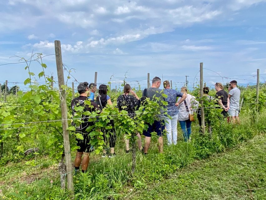 Sirmione: Vineyard Tour with Lugana Wines and Local Tastings - The vineyard walk: sustainable farming and good photo stops