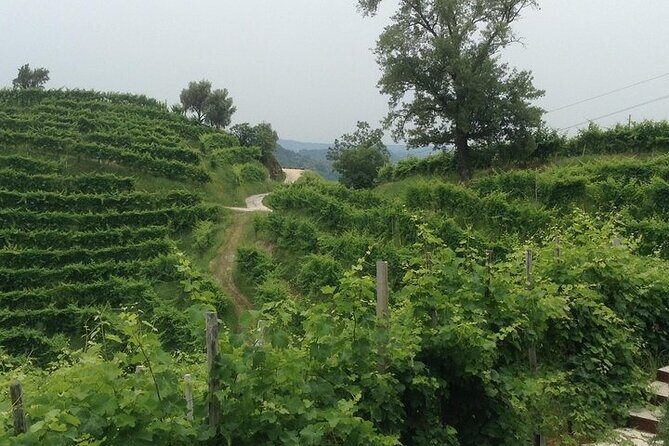 Small Group Prosecco Experience from Venice - Boutique Winery - Riding out of Venice with Riccardo (and getting real countryside time)