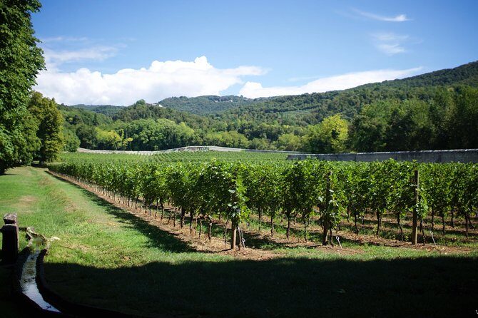 The Amarone Chateau guided tour and tasting in Valpolicella - The guided tasting: several Amarone-style pours with real context
