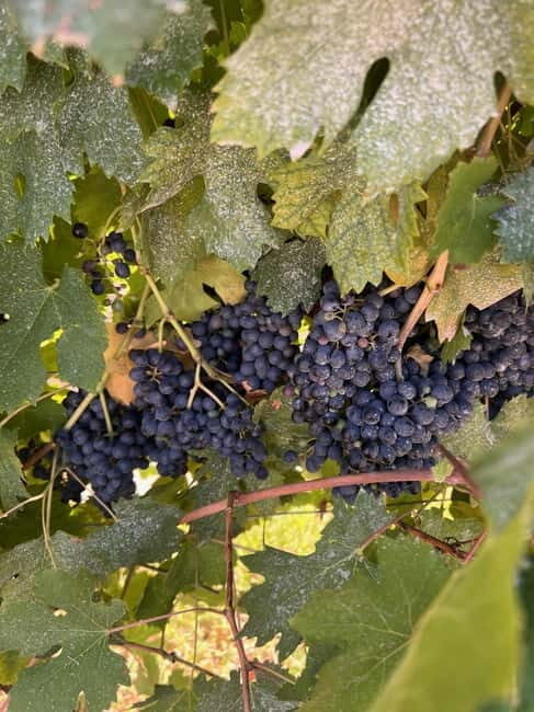 The grand tour of Amarone: 2 wineries with delicious lunch - Logistics that matter: transport, timing, and who should go