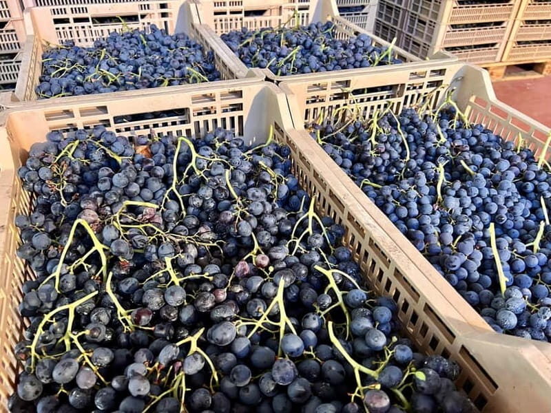 The grand tour of Amarone: 2 wineries with delicious lunch - A Valpolicella day built around Amarone culture