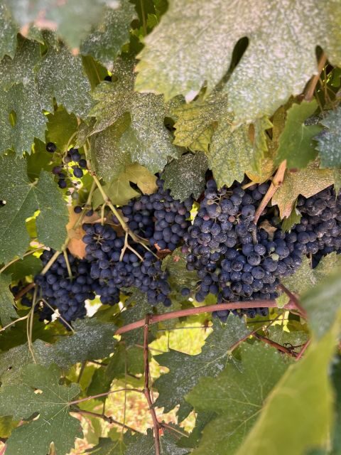 The grand tour of Amarone: 2 wineries with delicious lunch - Lunch in 15th-century cellars: where pairing becomes real