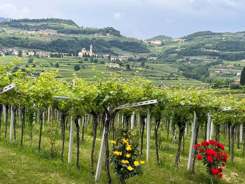 The grand tour of Amarone: 2 wineries with delicious lunch - Vineyard walk and indigenous grapes: learning without losing the fun