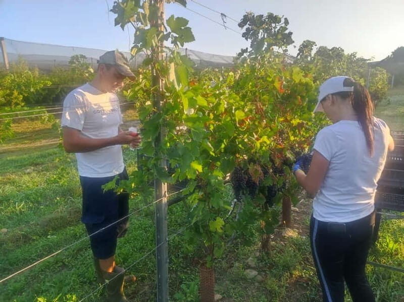 The grand tour of Amarone: 2 wineries with delicious lunch - Amarone vintages, RISERVA, and the joy of comparison