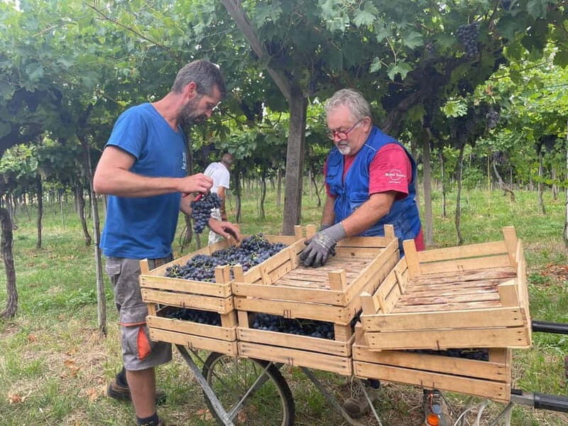 The grand tour of Amarone: 2 wineries with delicious lunch - Grappa toast, chocolate pairing, and extra virgin olive oil