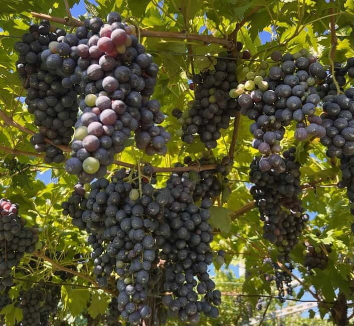The grand tour of Amarone: 2 wineries with delicious lunch - The real value: producer access plus a full meal experience