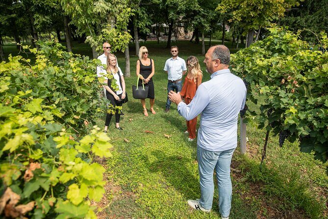 Tour and Tasting of Organic Wines in Lazise - Organic Wine Production: What You Learn While You Taste