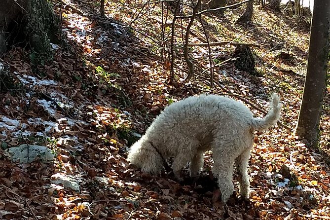 Truffle hunting and lunch experience in a restaurant - What You Learn in the Hunt: Plants, Life Cycles, and the Dog’s Logic