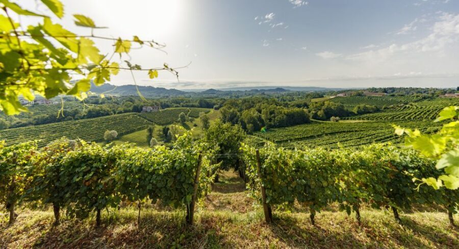 Valdobbiadene: Prosecco Tasting Experience - Tasting four Valdobbiadene Proseccos with a sommelier