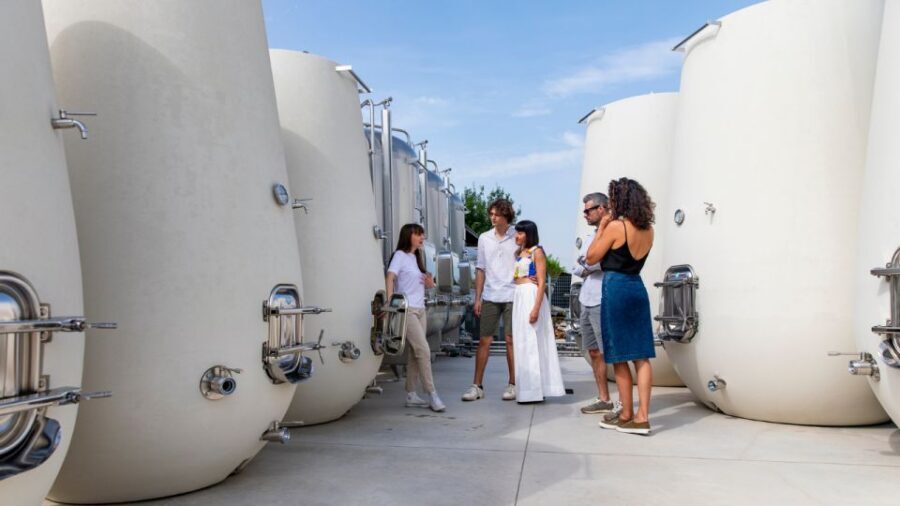 Valdobbiadene:Prosecco tasting,appetizers,winery & vineyard - Pairing pro tips with cheese, breadsticks, and local cake