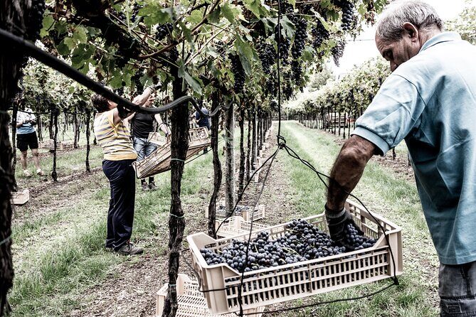 Valpolicella Wine Tasting Experience & Light Lunch - Value check: is $66.08 per person a fair deal for six wines plus lunch?