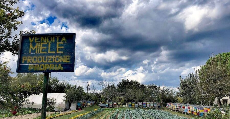 Venice: Bike Tour Honey & artichockes on Sant’Erasmo Island - Quick hits: what makes this Sant’Erasmo bike tour special