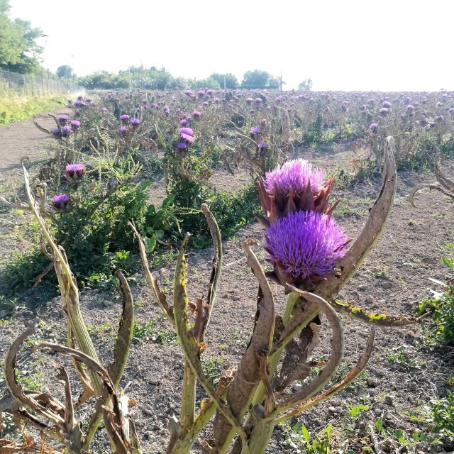 Venice: Bike Tour Honey & artichockes on Sant’Erasmo Island - Timing, pace, and what you should bring for a smooth 4-hour ride
