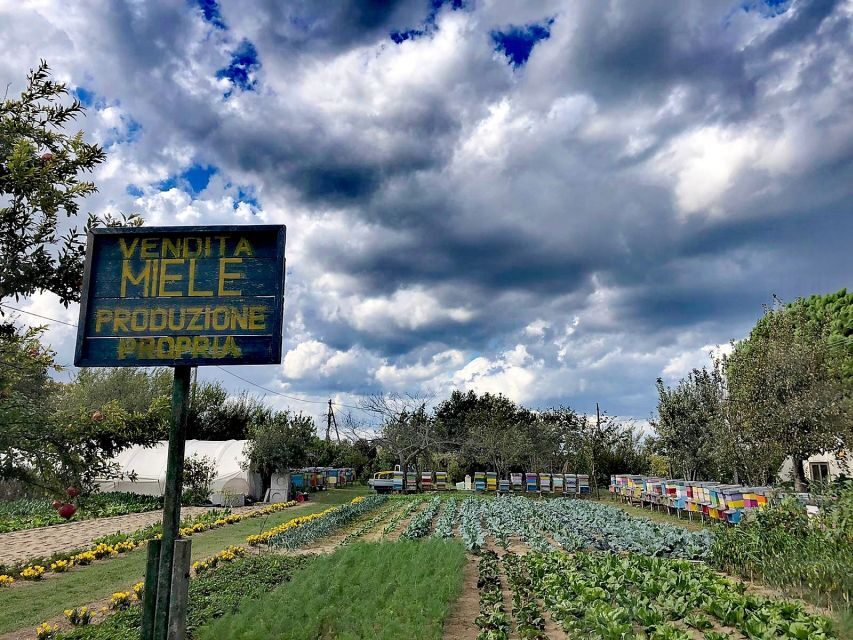 Venice: Bike Tour Honey & artichockes on Sant’Erasmo Island - Getting there from Fondamente Nove and the water-bus ride