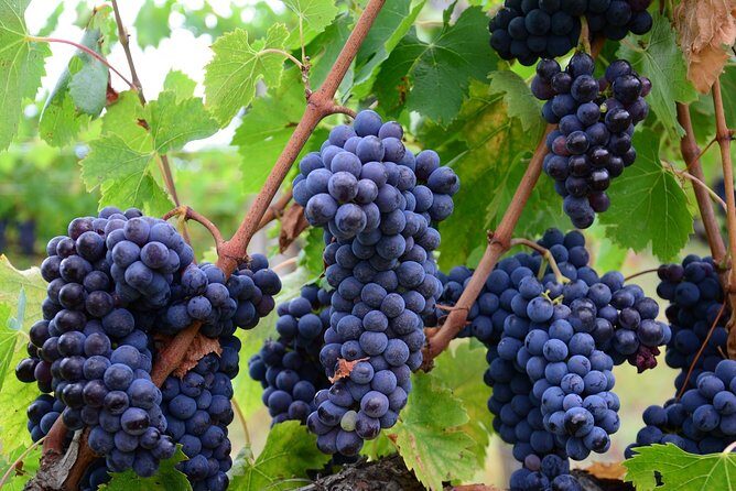 Verona area: Wine Tasting Experience in Valpolicella - Key Highlights Worth Clearing Time For