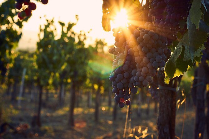 Verona area: Wine Tasting Experience in Valpolicella - The Winery Tour at the Estate: From Vineyard Work to Bottling