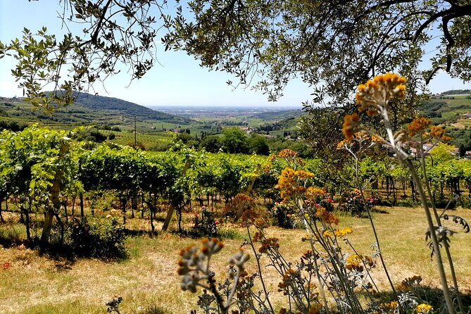 Verona - Cellar Tour and Tasting of NATURAL WINES - The short vineyard walk: where natural wine philosophy becomes real