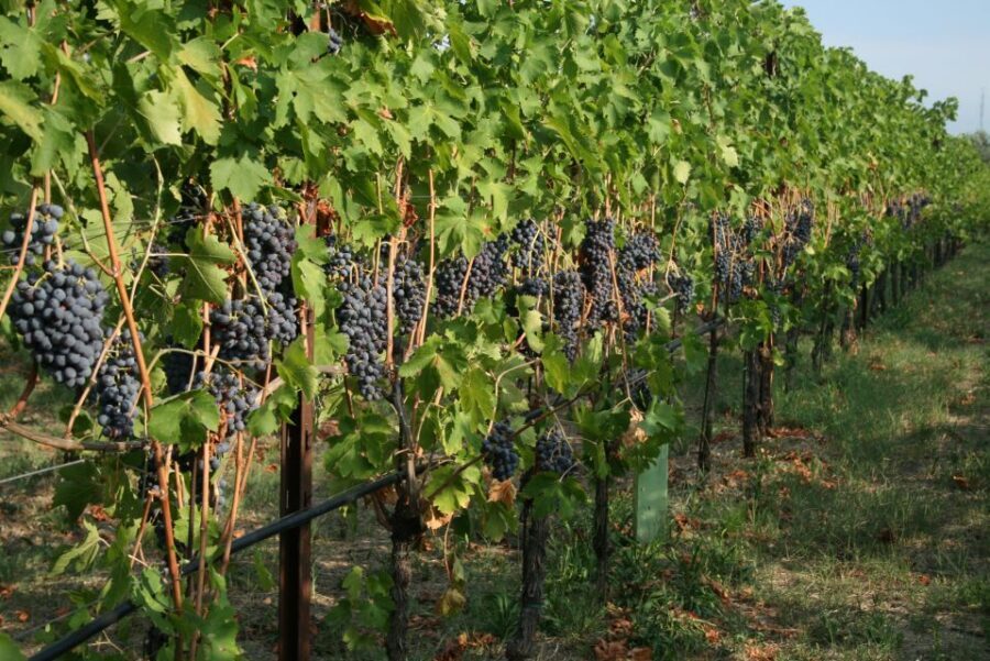 Verona: Wine Tasting with Snacks and Panoramic Views - Who This Tour Is Best For (And Who Might Skip It)