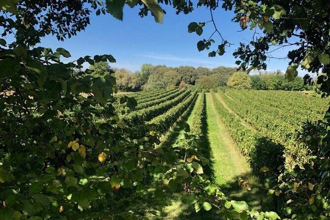Vineyard tour and tasting of 6 Garda Wines with Giovanna Tantini - Who This Tour Fits Best