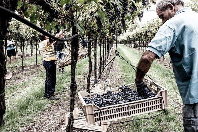 Vineyard Tour with Light Lunch in Valpolicella - The cellar story: barrels, barriques, and concrete amphorae