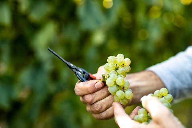 Visit and wine tasting at Tenuta La Cà - What you’ll learn about winemaking: the practical stuff, not the wine-speak