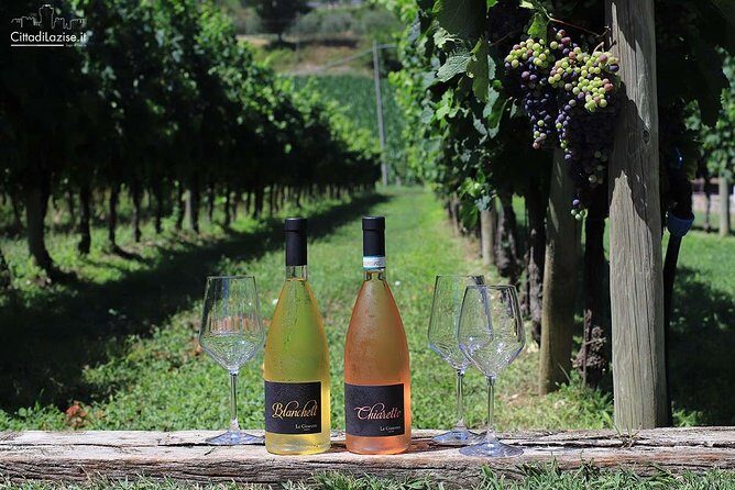 Wine and Food Tasting in the Vineyards in Lazise - Price and value: what $50.81 buys you in real life