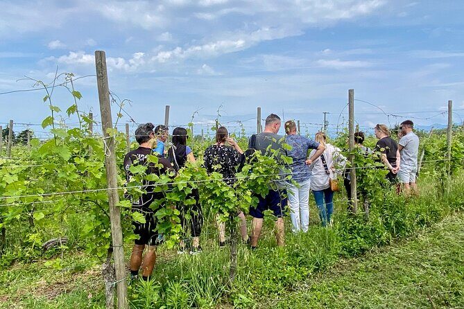 Wine Tasting and Tour of Lugana Wines in Sirmione - Key highlights worth planning for