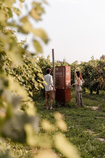 Wine Tasting: the flavors of the “Prosecco Hills” - A quick, honest picture of the hospitality