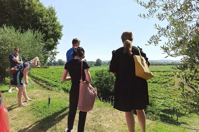 Winery Tour and Tasting of Garda Wines in Lazise - The tasting room: 6–8 Garda wines, built around Bardolino, Chiaretto, and Custoza